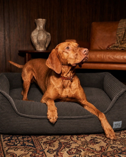 Talla L · 120 × 80 cm — vizsla echado en la cama, sobre una alfombra persa