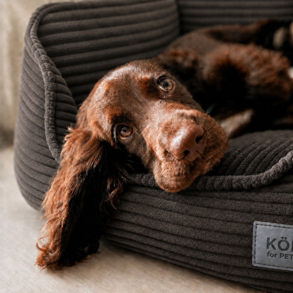 Talla S · 65 × 50 cm — cocker spaniel con la cabeza apoyada en la pared de la cama
